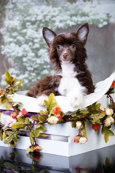 Portrait Brovn Dog Breed Chinese Crested Dog Powderpuff — Stock Photo, Image