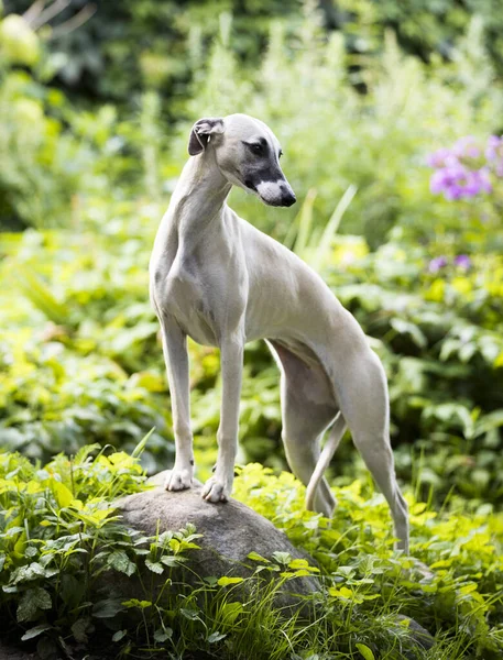 犬は鞭やグレイハウンドの狩猟犬を繁殖させ — ストック写真