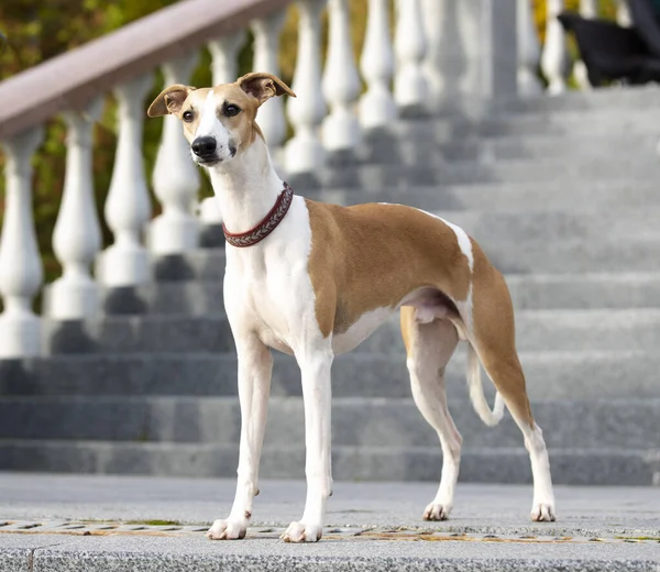 Whippet Mindre Engelska Greyhound Står Mot Arkitektur Bakgrund — Stockfoto