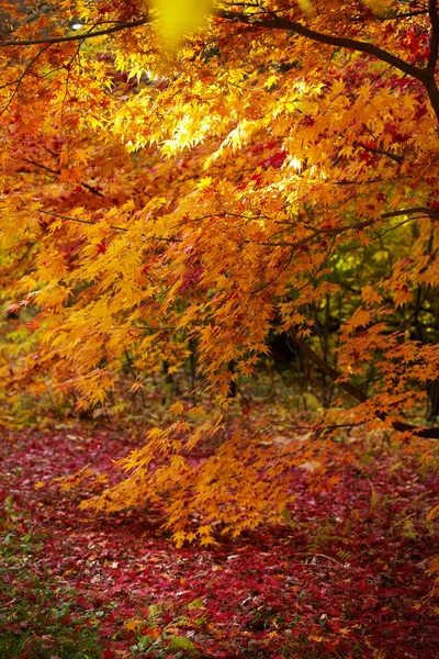 Forêt Automne Colorée Lumineuse — Photo