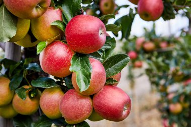 Elma bahçesindeki bir ağaç dalından sarkan parlak lezzetli elmalar