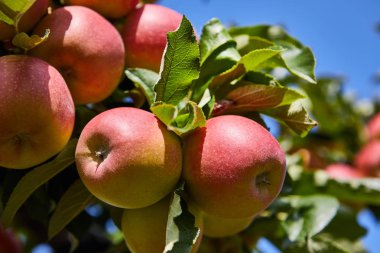 bir ağaç üzerinde taze kırmızı elmalar