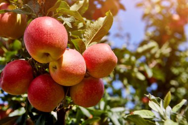 Elma bahçesindeki bir ağaç dalından sarkan parlak lezzetli elmalar