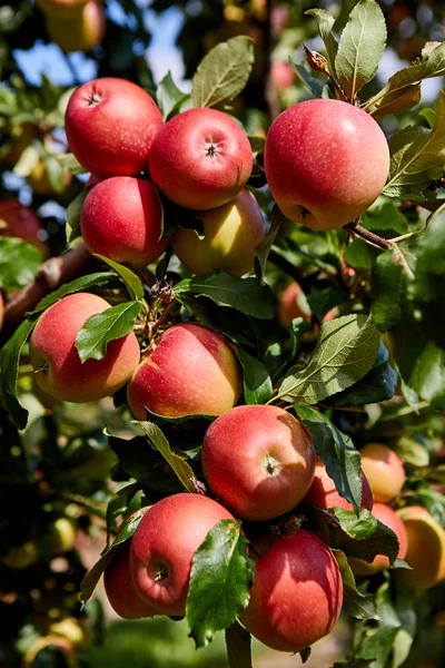 Shiny Delicious Apples Hanging Tree Branch Apple Orchard — Stock Photo, Image