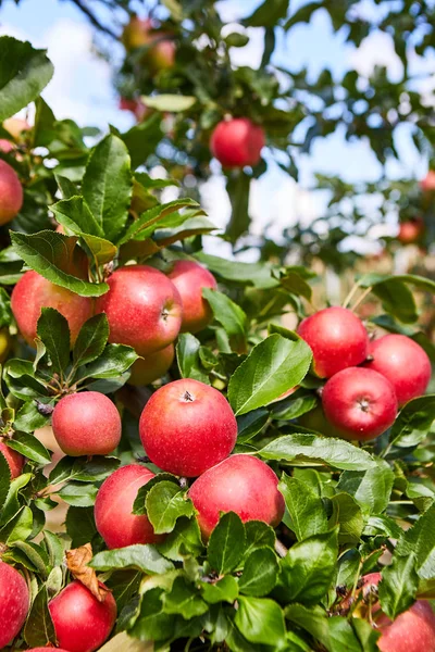 Ragyogó Finom Almák Lógnak Egy Faágon Egy Almás Gyümölcsösben — Stock Fotó