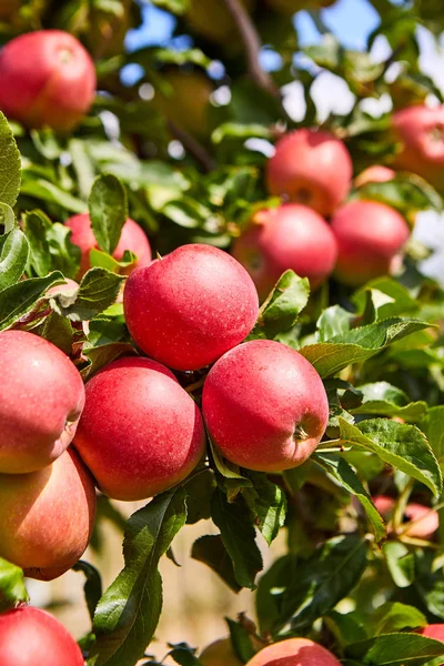 Свіжі Червоні Яблука Дереві — стокове фото