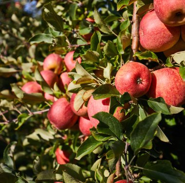 bir ağaç üzerinde taze kırmızı elmalar
