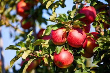 Elma bahçesindeki bir ağaç dalından sarkan parlak lezzetli elmalar