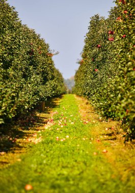 Elma bahçesindeki bir ağaç dalından sarkan parlak lezzetli elmalar