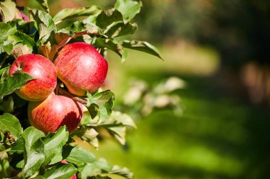 Elma bahçesindeki bir ağaç dalından sarkan parlak lezzetli elmalar