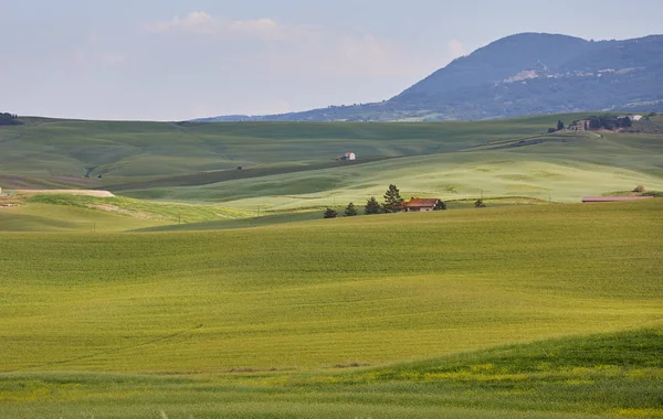 Toscane Zonsondergang Landschap Platteland Boerderij Cipressen Bomen Groen Veld Zonlicht — Stockfoto