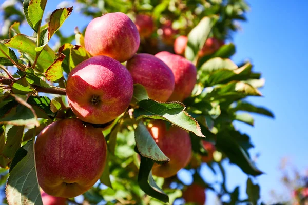 Свіжі Червоні Яблука Дереві — стокове фото
