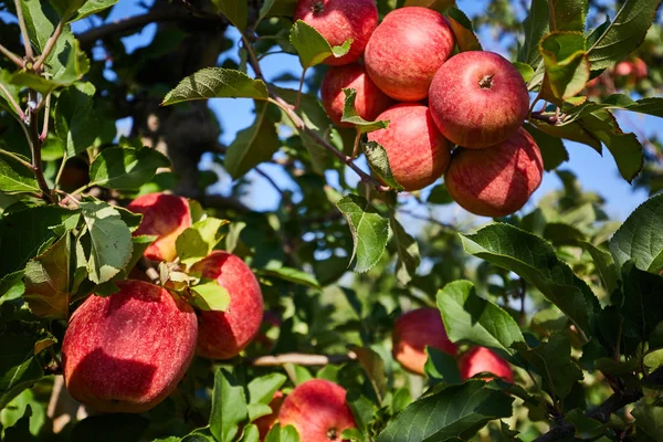 新鲜的红苹果 一棵树上 — 图库照片