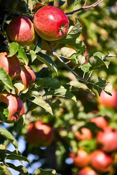 Glanzende Heerlijke Appels Hangend Aan Een Boomtak Een Appelboomgaard — Stockfoto