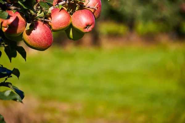 Deliciosas Manzanas Brillantes Colgando Una Rama Árbol Huerto Manzanas —  Fotos de Stock