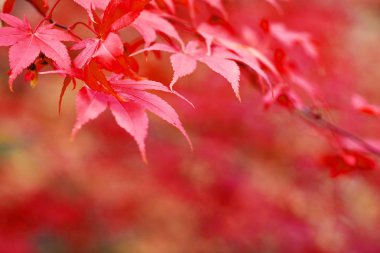 Sonbahar kayın yaprakları bir güzel doğa bokeh arka plan süslemeleri 