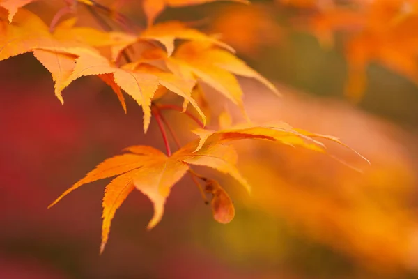 Goldener Herbst Ahorn Blätter — Stockfoto