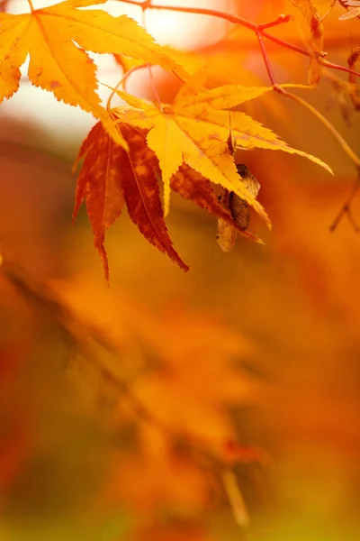 Hojas Arce Otoño Dorado — Foto de Stock