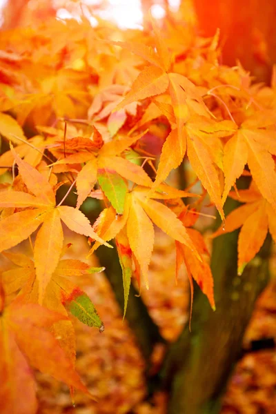 Golden Autumn Maple Leaves — Stock Photo, Image