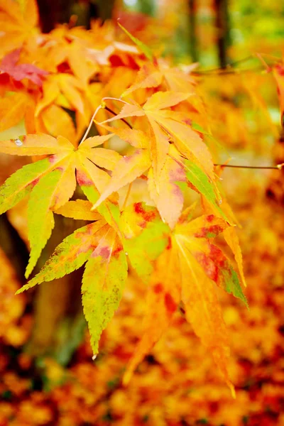 Zlatý Podzim Javorové Listy — Stock fotografie