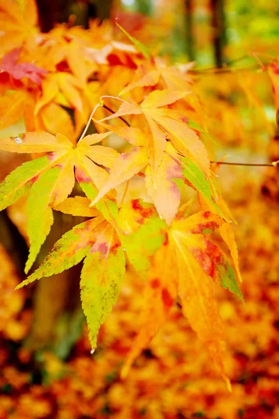 Hojas Arce Otoño Dorado — Foto de Stock