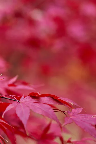 Rote Herbstblätter Japanischer Ahorn Mit Verschwommenem Hintergrund — Stockfoto