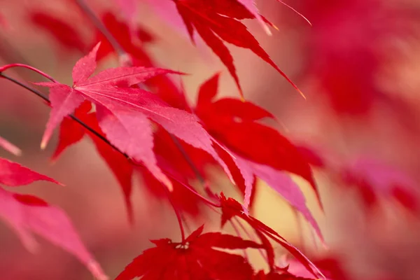 Red Fall Leaves, Japanese Maple with blurry background