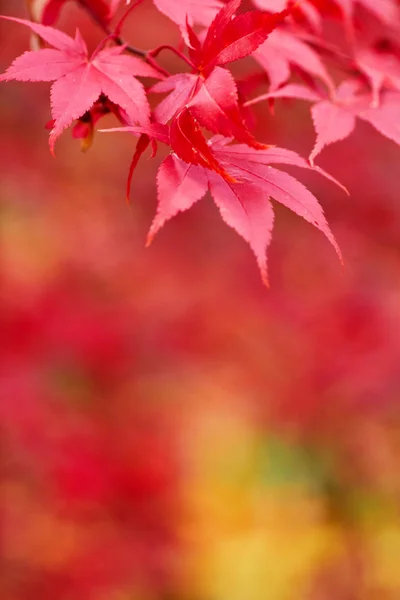 Autumn Beech Leaves Decorate Beautiful Nature Bokeh Background — Stock Photo, Image