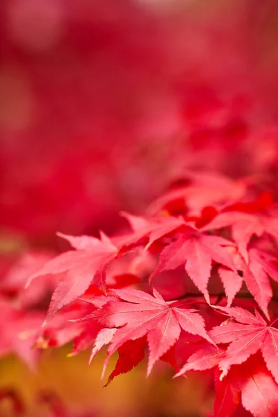 Red Fall Leaves, Japanese Maple with blurry background