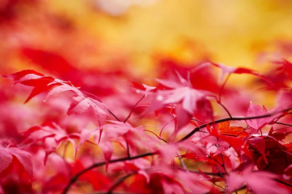 Herbst Buchenblätter Schmücken Eine Schöne Natur Bokeh Hintergrund — Stockfoto