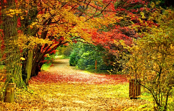 Schöne Lebendige Herbst Herbst Blätter Farben Waldlandschaft Und Straße Horizontal — Stockfoto