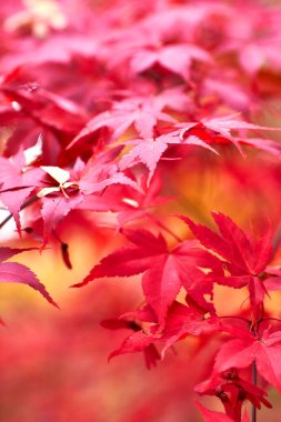 ağaçlarda sonbahar yaprakları