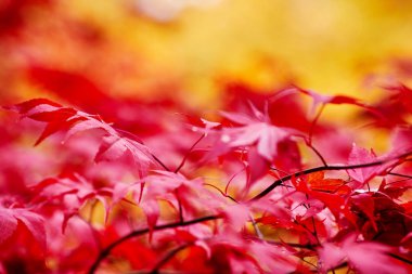 ağaçlarda sonbahar yaprakları