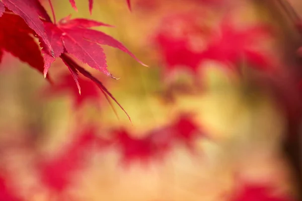 Ağaçlarda Sonbahar Yaprakları — Stok fotoğraf