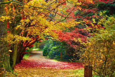 Ağaçlar ve turuncu düşen yapraklar sis sonbahar sokakta. 