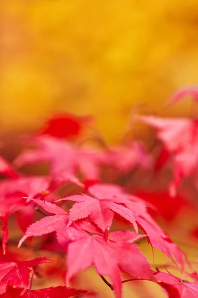 Autumn Leaves Background Close — Stock Photo, Image