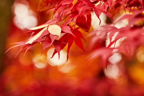 Осенние Листья Закрываются — стоковое фото