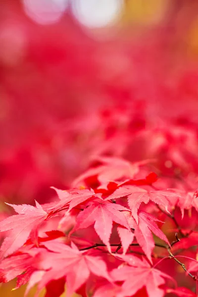 Autumn Leaves Background Close — Stock Photo, Image