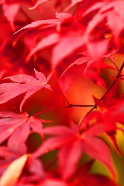 Autumn Leaves Background Close — Stock Photo, Image