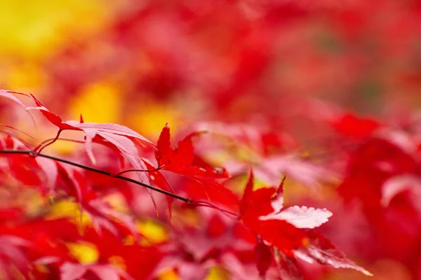 Осенние Листья Закрываются — стоковое фото