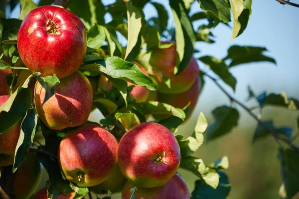 Φρέσκα Κόκκινα Μήλα Ένα Δέντρο — Φωτογραφία Αρχείου