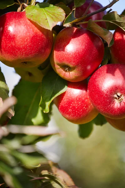 Enświeże Czerwone Jabłka Drzewie — Zdjęcie stockowe