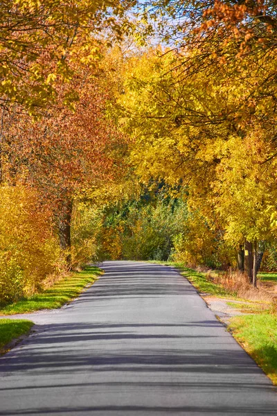 霧の中の木やオレンジの落ち葉で秋の路地 — ストック写真