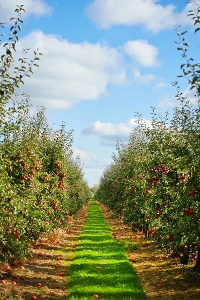 Μήλα Στα Δέντρα Οπωρώνα Στην Εποχή Πτώσης — Φωτογραφία Αρχείου
