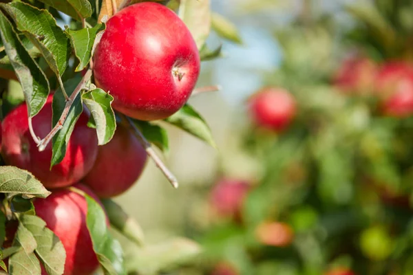 Färska Röda Äpplen Ett Träd — Stockfoto