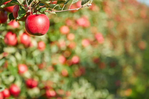 Bir Ağaç Üzerinde Taze Kırmızı Elmalar — Stok fotoğraf