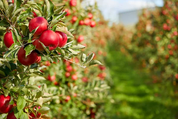 Glänsande Läckra Äpplen Hängande Från Trädgren Äppelträdgård — Stockfoto