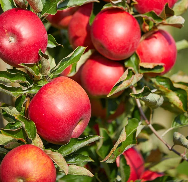 Shiny Delicious Apples Hanging Tree Branch Apple Orchard — Stock Photo, Image