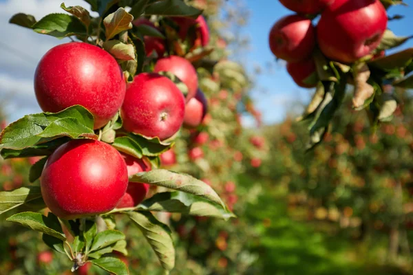 Glänsande Läckra Äpplen Hängande Från Trädgren Äppelträdgård — Stockfoto