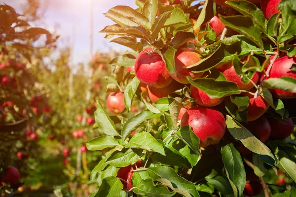Elma Bahçesindeki Bir Ağaç Dalından Sarkan Parlak Lezzetli Elmalar — Stok fotoğraf